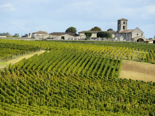 Thành phố Bordeaux ở Pháp nổi tiếng với hàng nghìn ruộng nho khác nhau. Vào tháng 6 hàng năm, du khách có thể tham dự sự kiện văn hóa rượu vang tại đây.