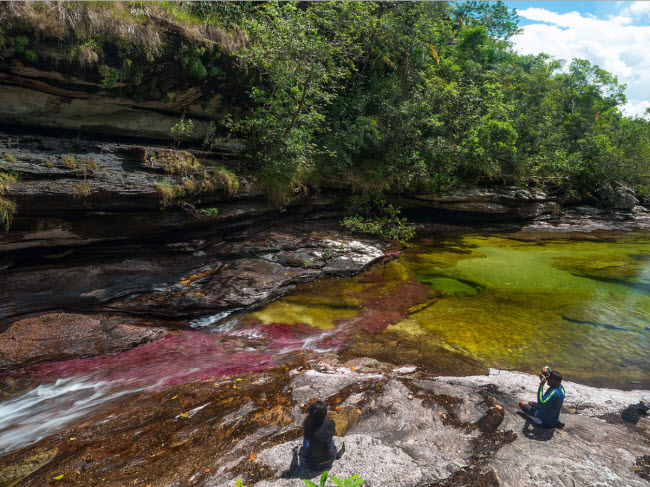 Sông Caño Cristales ở Colombia có nhiều loài thủy sinh thay đổi màu sắc nhau tùy thuộc vào thời tiết. Địa điểm du lịch này thường mở cửa từ tháng 6 đến tháng 11 hàng năm.