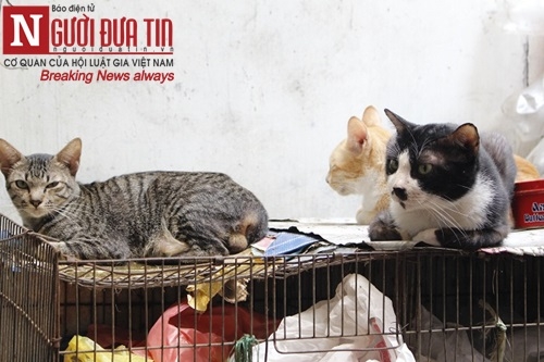 Cụ bà "sức cùng lực kiệt" chăm bầy chó mèo hoang - 2