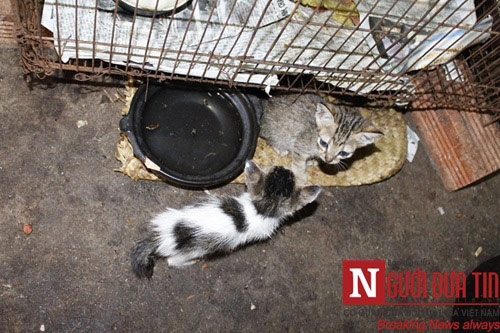 Cụ bà "sức cùng lực kiệt" chăm bầy chó mèo hoang - 3