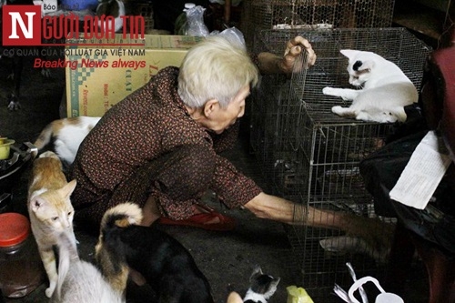 Cụ bà "sức cùng lực kiệt" chăm bầy chó mèo hoang - 4