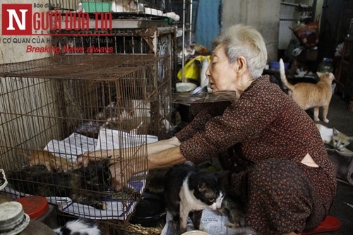 Cụ bà "sức cùng lực kiệt" chăm bầy chó mèo hoang - 5