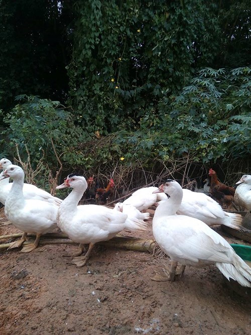 Dân Hà thành "săn" hàng quê, chuộng chợ cóc - 13