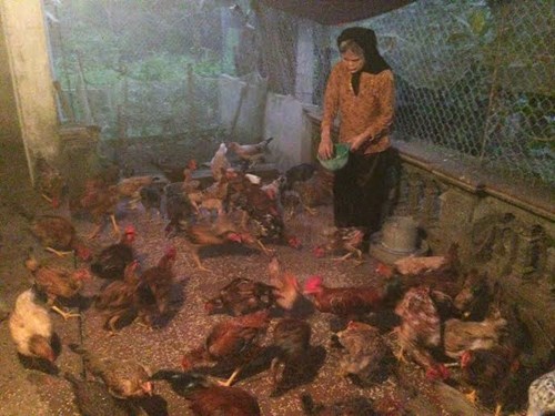 Dân Hà thành "săn" hàng quê, chuộng chợ cóc - 14