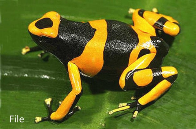 TQ: 10 con ếch có nọc cực độc ẩn trong kiện quần áo - 3