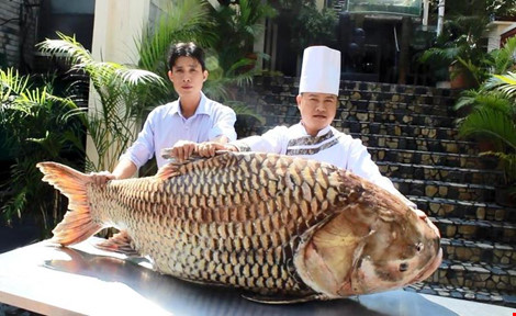 Cá hô "khủng” hơn 1 tạ ở Campuchia về nhà hàng Sài Gòn - 1