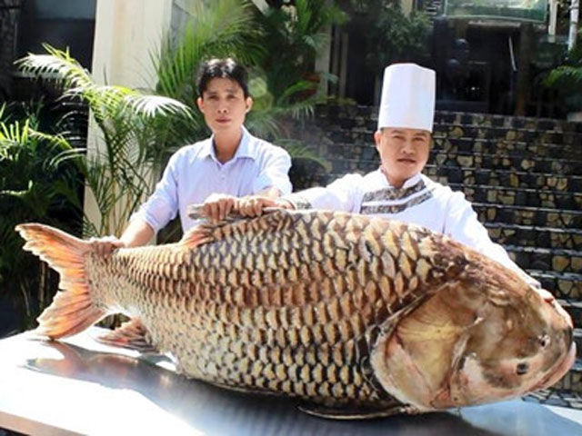 Cá hô "khủng” hơn 1 tạ từ Campuchia về Sài Gòn - 1