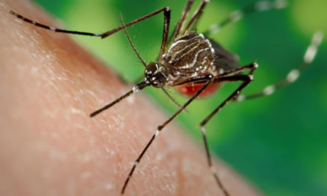 Dùng muỗi “trị” muỗi giúp giảm lây lan virus Zika - 1