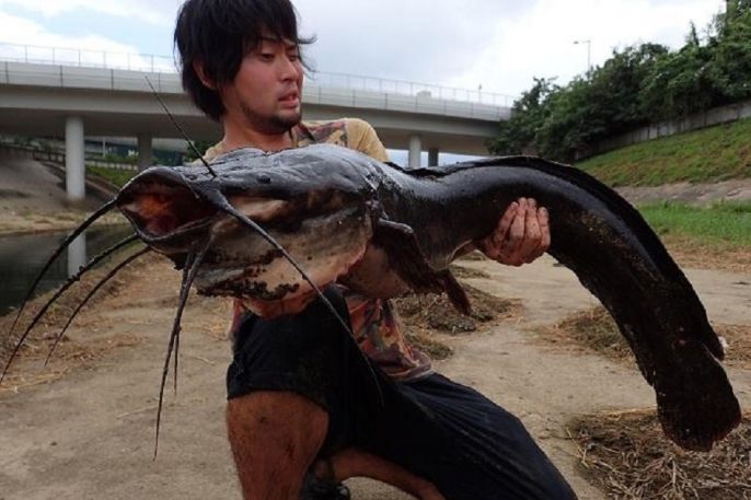 Hồng Kông: Bắt được cá trê khổng lồ trên sông đen ngòm - 1