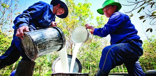 HAGL tuyển dụng hàng ngàn lao động sang Lào, Campuchia - 2