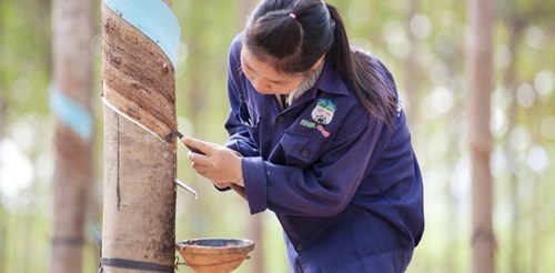 HAGL tuyển dụng hàng ngàn lao động sang Lào, Campuchia - 3