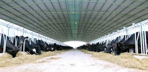 HAGL tuyển dụng hàng ngàn lao động sang Lào, Campuchia - 5