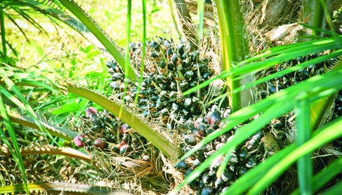 HAGL tuyển dụng hàng ngàn lao động sang Lào, Campuchia - 7