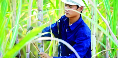 HAGL tuyển dụng hàng ngàn lao động sang Lào, Campuchia - 8