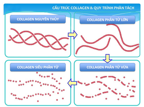 5 cách sử dụng Collagen hiệu quả - 1