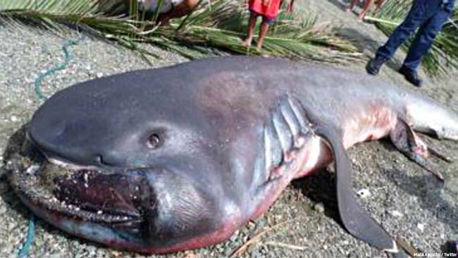 Ngày 30.3.2009 tại đảo Burias ở Philippines, một con cá mập miệng to nặng chừng 880-1.100n pound (400–500 kg), dài 4 mét (13 ft) bị mắc kẹt vào một tấm lưới của ngư dân và chết ở đó