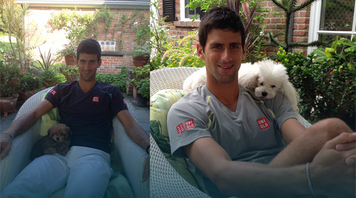Thú cưng của Djokovic, Murray: Nói không với thú dữ - 1