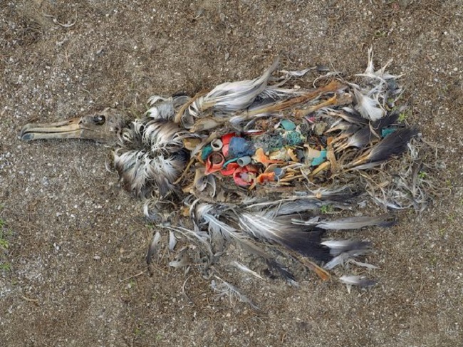 Một con chim hải âu chết do ăn quá nhiều nhựa ở Thái Bình Dương