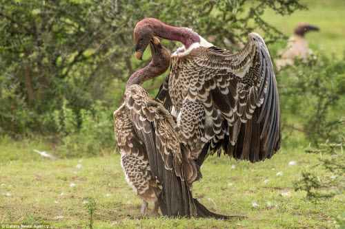 Cận cảnh kền kền đánh nhau dữ dội tranh giành thức ăn - 5