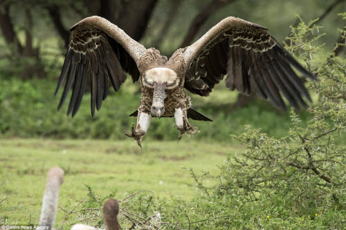 Cận cảnh kền kền đánh nhau dữ dội tranh giành thức ăn - 6