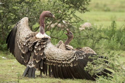 Cận cảnh kền kền đánh nhau dữ dội tranh giành thức ăn - 8