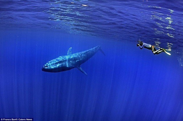 Choáng ngợp loài cá voi 170 tấn lớn nhất hành tinh - 1