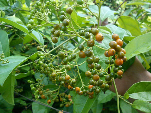 Báo động tình trạng u xơ tử cung, u nang buồng trứng - 2