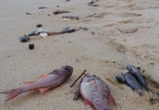 Cá chết hàng loạt ở Miền Trung - Có thể tiếp tục tái diễn