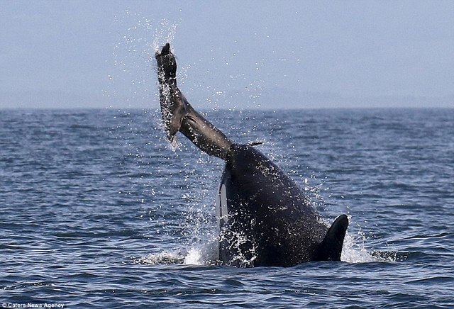Cá voi sát thủ ném hải cẩu 2 tấn lên trời rồi xơi tái - 1