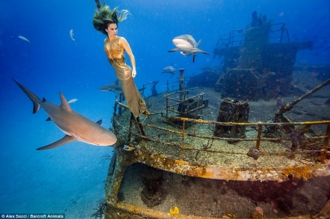 Cô gái táo bạo chụp ảnh làm bạn với cá mập - 1