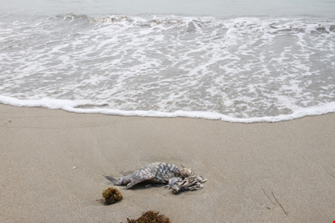 Cá chết hàng loạt ở Đà Nẵng - Xuất hiện cá chết dạt bờ