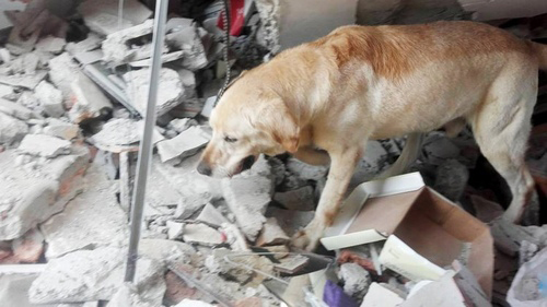 Chú chó cứu hộ chết vì kiệt sức sau khi cứu 7 người - 1