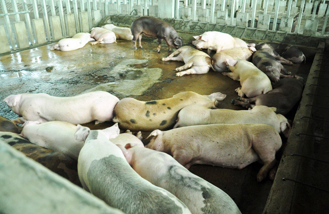 80 con heo ăn chất cấm được nhập vào Công ty Vissan - 2