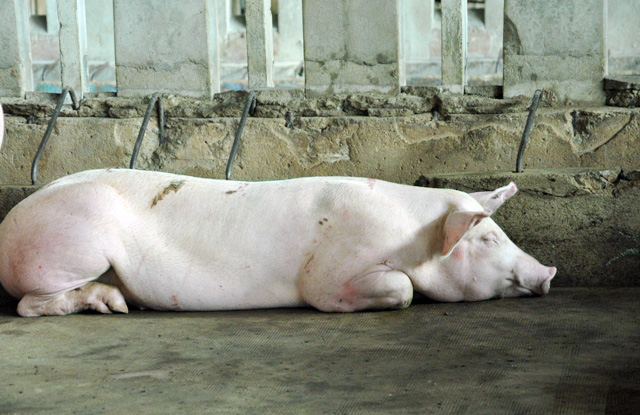 80 con heo ăn chất cấm được nhập vào Công ty Vissan - 3