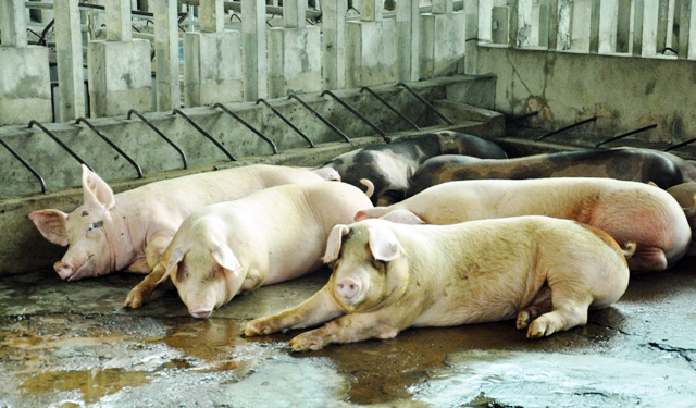 80 con heo ăn chất cấm được nhập vào Công ty Vissan - 4