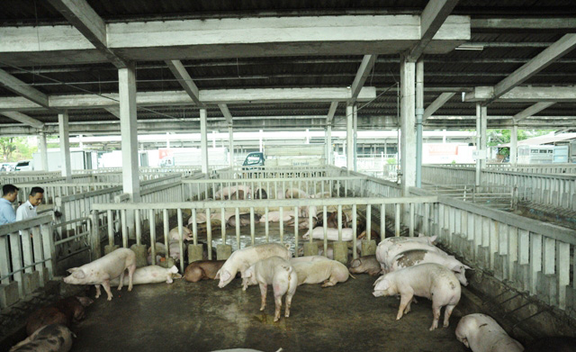 80 con heo ăn chất cấm được nhập vào Công ty Vissan - 5