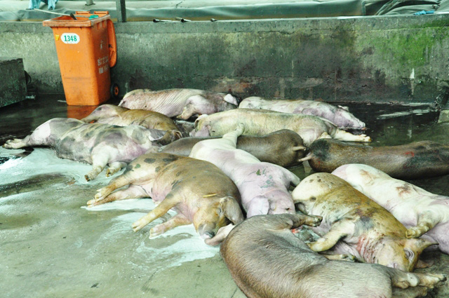 80 con heo ăn chất cấm được nhập vào Công ty Vissan - 10