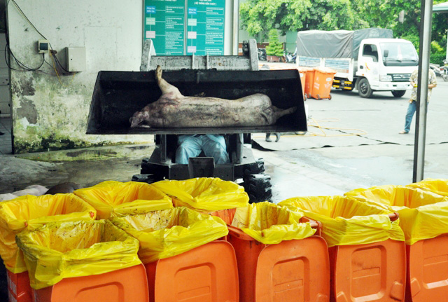 80 con heo ăn chất cấm được nhập vào Công ty Vissan - 11