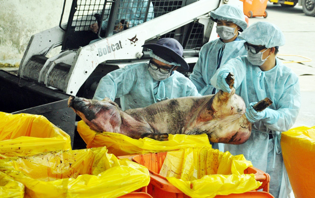 80 con heo ăn chất cấm được nhập vào Công ty Vissan - 12