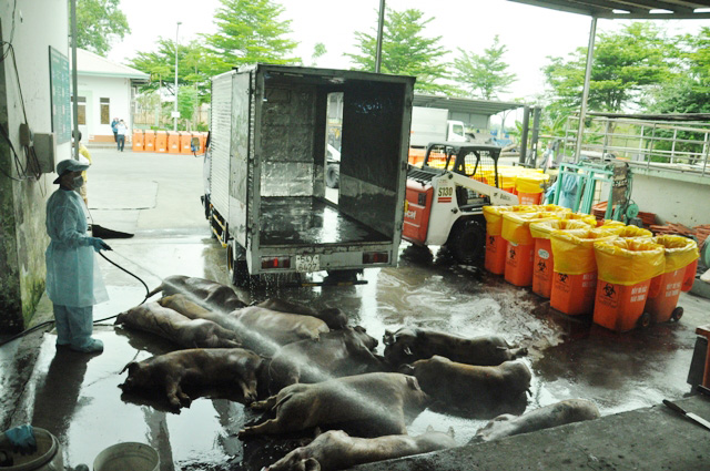 80 con heo ăn chất cấm được nhập vào Công ty Vissan - 8