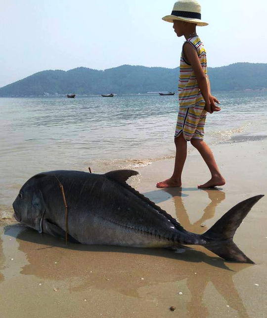 Cá chết trôi dạt vào bở biển Huế - Tin mới vụ cá chết 24H