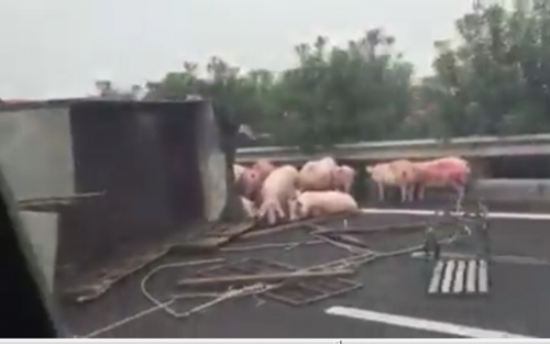 Clip: Sau tai nạn, lợn "đi dạo" trên cao tốc Cầu Giẽ-Ninh Bình - 1
