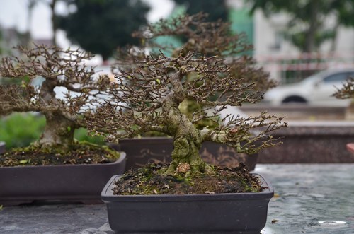 Những cây bonsai tí hon giá hàng trăm triệu - 1