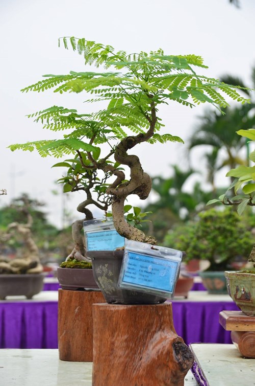Những cây bonsai tí hon giá hàng trăm triệu - 2
