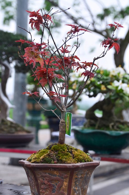 Những cây bonsai tí hon giá hàng trăm triệu - 3