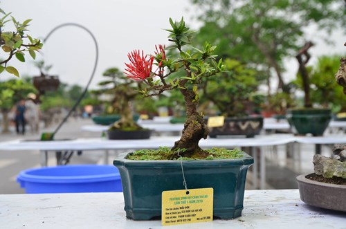 Những cây bonsai tí hon giá hàng trăm triệu - 4