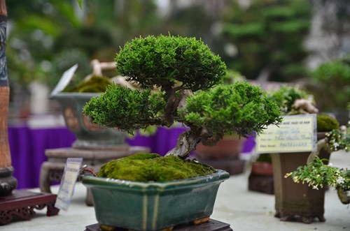 Những cây bonsai tí hon giá hàng trăm triệu - 5