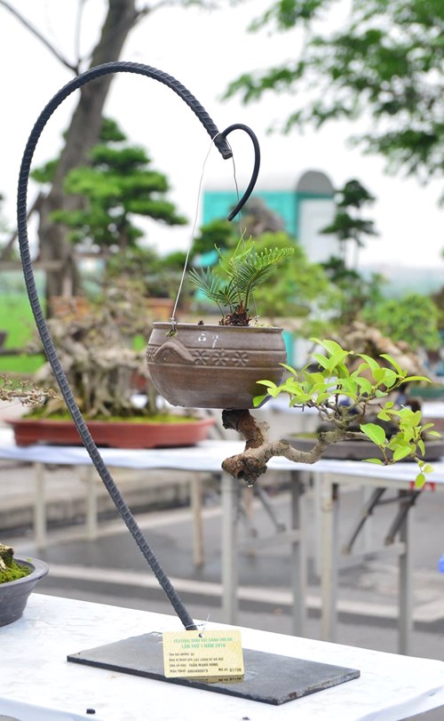 Những cây bonsai tí hon giá hàng trăm triệu - 6