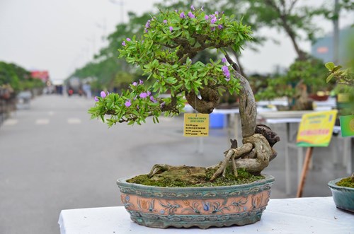 Những cây bonsai tí hon giá hàng trăm triệu - 7