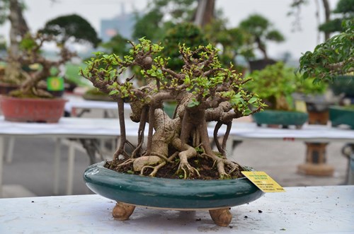 Những cây bonsai tí hon giá hàng trăm triệu - 8